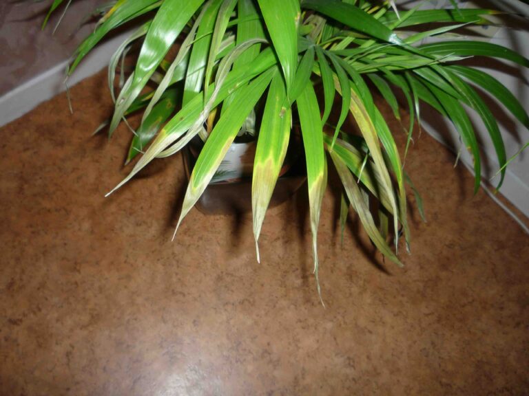Pourquoi mon yucca à des feuilles jaunes ?