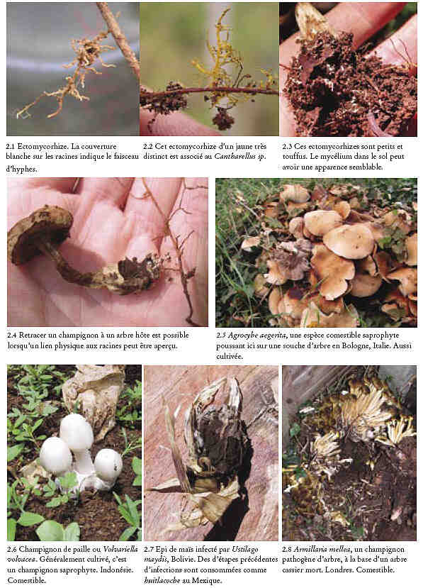 Quels sont les symptômes du champignon?